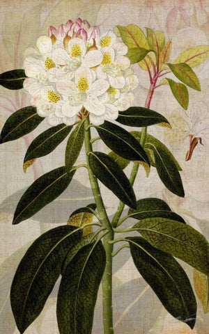 Rhododendron I Black Ornate Wood Framed Art Print with Double Matting by Butler, John