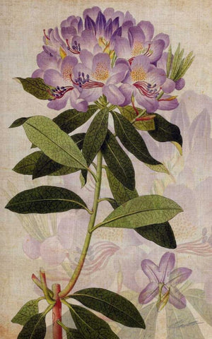 Rhododendron II White Modern Wood Framed Art Print with Double Matting by Butler, John