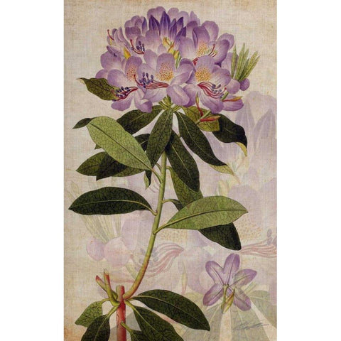 Rhododendron II Black Modern Wood Framed Art Print by Butler, John
