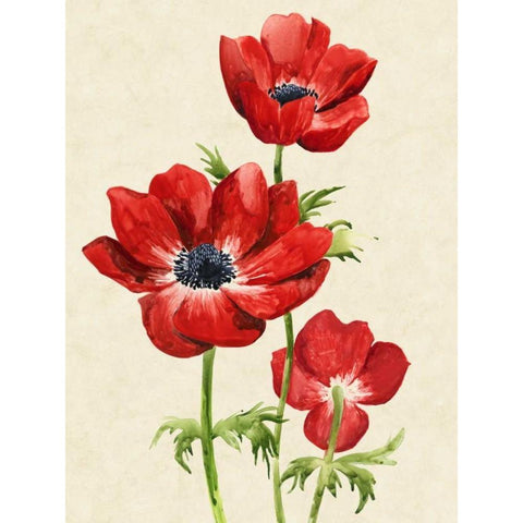 Heirloom Anemones II Black Modern Wood Framed Art Print with Double Matting by Popp, Grace