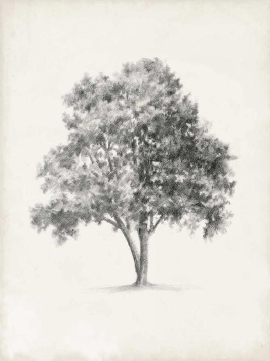 Image Only
