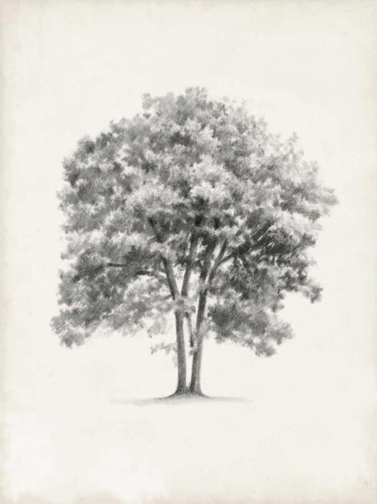 Image Only