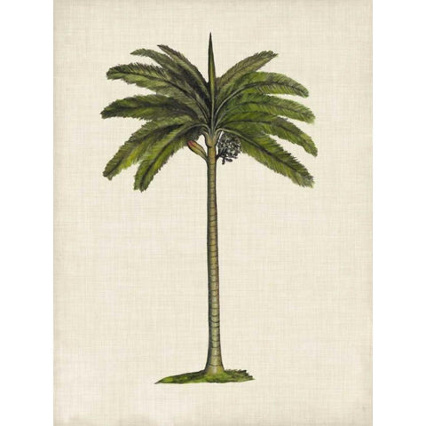 British Palms IV Black Modern Wood Framed Art Print with Double Matting by McCavitt, Naomi