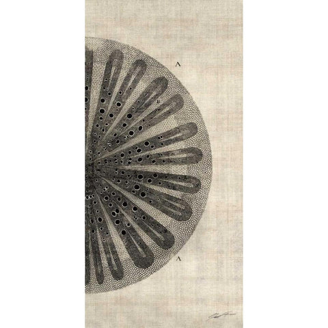 Cross Cut III Right Black Modern Wood Framed Art Print by Butler, John