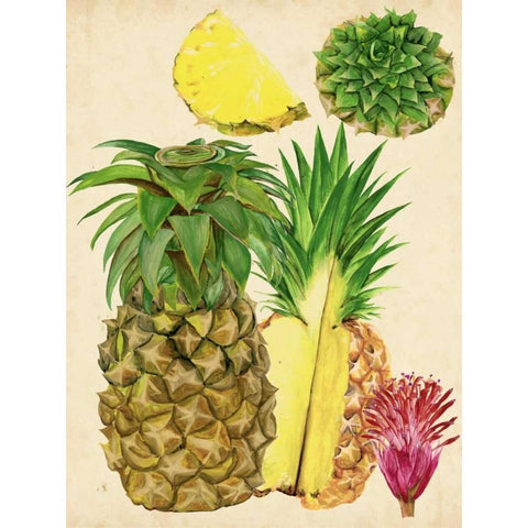 Tropical Pineapple Study I Black Modern Wood Framed Art Print with Double Matting by Wang, Melissa