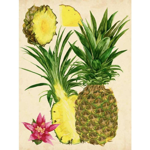 Tropical Pineapple Study II Black Modern Wood Framed Art Print with Double Matting by Wang, Melissa