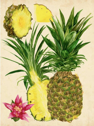 Tropical Pineapple Study II White Modern Wood Framed Art Print with Double Matting by Wang, Melissa