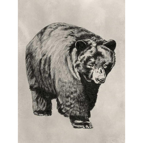 Pen and Ink Bear I White Modern Wood Framed Art Print by McCavitt, Naomi