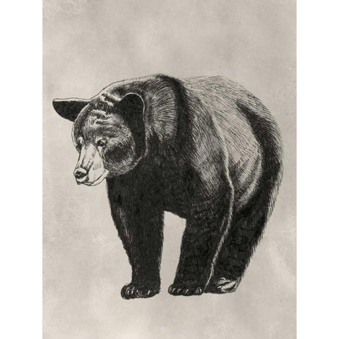 Pen and Ink Bear II Gold Ornate Wood Framed Art Print with Double Matting by McCavitt, Naomi