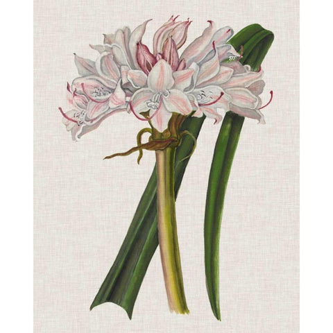 Crinium Lily I White Modern Wood Framed Art Print by McCavitt, Naomi