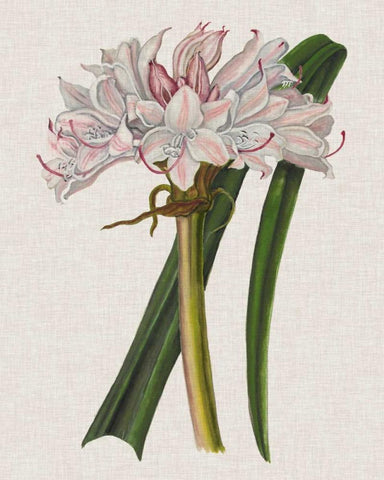 Crinium Lily I White Modern Wood Framed Art Print with Double Matting by McCavitt, Naomi