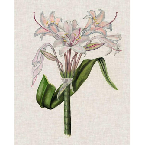 Crinium Lily II Black Modern Wood Framed Art Print with Double Matting by McCavitt, Naomi