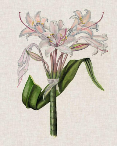 Crinium Lily II White Modern Wood Framed Art Print with Double Matting by McCavitt, Naomi