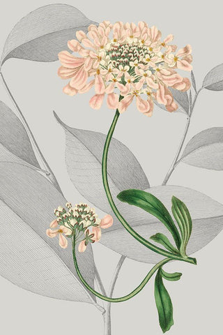 Botanical Arrangement I White Modern Wood Framed Art Print with Double Matting by Vision Studio