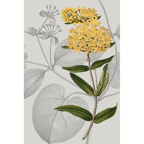 Botanical Arrangement V Gold Ornate Wood Framed Art Print with Double Matting by Vision Studio