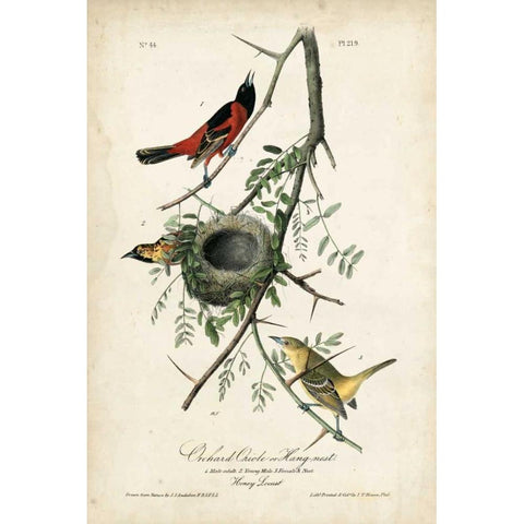 Orchard Orioles Gold Ornate Wood Framed Art Print with Double Matting by Audubon, John James