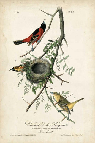 Orchard Orioles Black Ornate Wood Framed Art Print with Double Matting by Audubon, John James