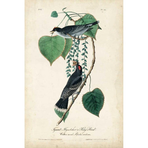 Flycatcher and King Bird Black Modern Wood Framed Art Print with Double Matting by Audubon, John James