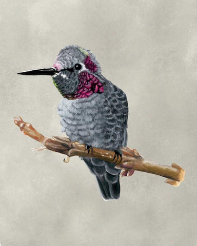 Winged Beauty IV Black Ornate Wood Framed Art Print with Double Matting by McCavitt, Naomi