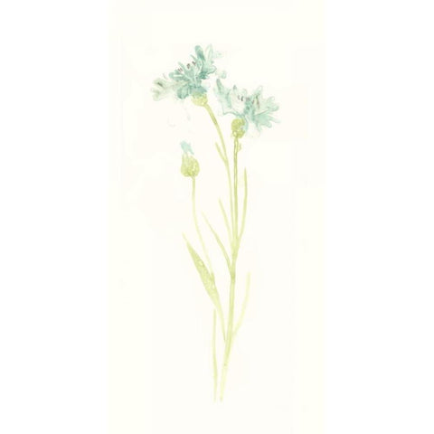 Cornflower Study I Black Modern Wood Framed Art Print with Double Matting by Vess, June Erica