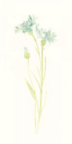 Cornflower Study I White Modern Wood Framed Art Print with Double Matting by Vess, June Erica