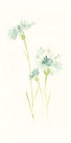 Cornflower Study III White Modern Wood Framed Art Print with Double Matting by Vess, June Erica