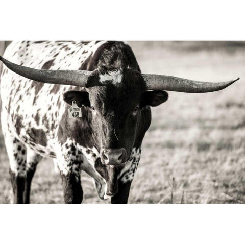 Longhorn Portrait White Modern Wood Framed Art Print by Stockton, Tyler