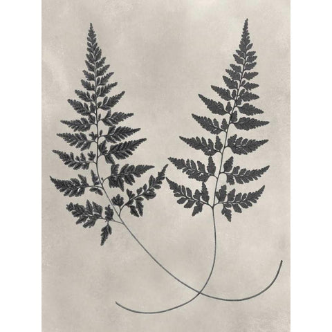 Vintage Fern Study I White Modern Wood Framed Art Print by Vision Studio