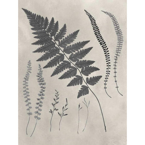 Vintage Fern Study II Gold Ornate Wood Framed Art Print with Double Matting by Vision Studio