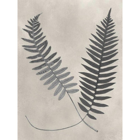 Vintage Fern Study III Black Modern Wood Framed Art Print with Double Matting by Vision Studio