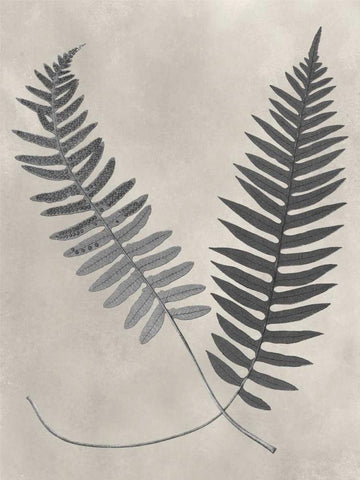 Vintage Fern Study III White Modern Wood Framed Art Print with Double Matting by Vision Studio