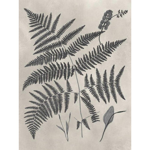 Vintage Fern Study IV Gold Ornate Wood Framed Art Print with Double Matting by Vision Studio
