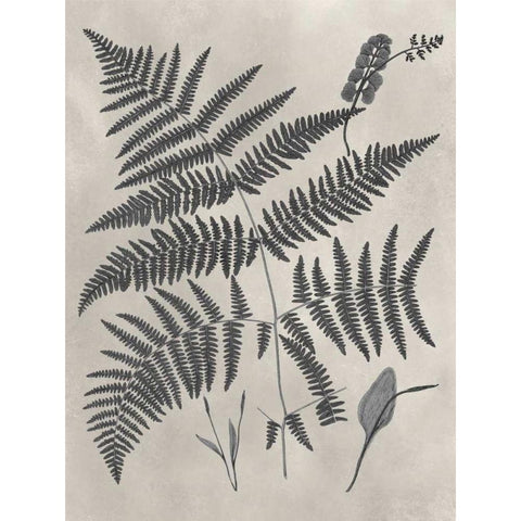 Vintage Fern Study IV Black Modern Wood Framed Art Print by Vision Studio