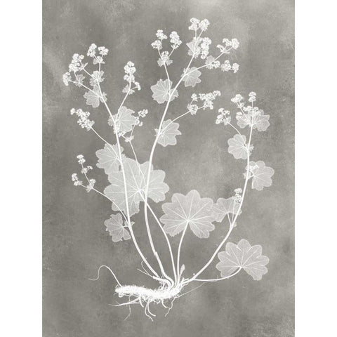 Herbarium Study I Black Modern Wood Framed Art Print by Vision Studio