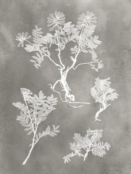Image Only