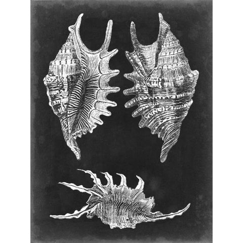 Alabaster Shells V Black Modern Wood Framed Art Print with Double Matting by Vision Studio