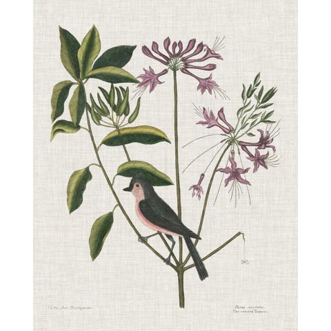 Studies in Nature I Black Modern Wood Framed Art Print with Double Matting by Catesby, Mark
