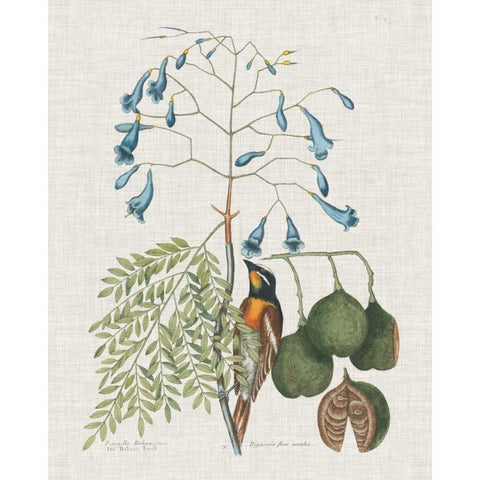 Studies in Nature II Black Modern Wood Framed Art Print by Catesby, Mark