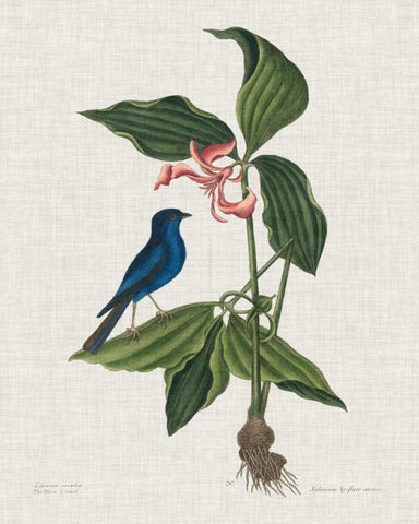 Studies in Nature III Black Ornate Wood Framed Art Print with Double Matting by Catesby, Mark