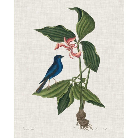 Studies in Nature III Gold Ornate Wood Framed Art Print with Double Matting by Catesby, Mark