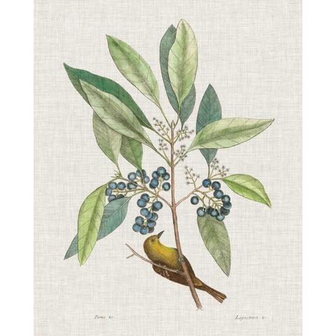 Studies in Nature IV Black Modern Wood Framed Art Print with Double Matting by Catesby, Mark