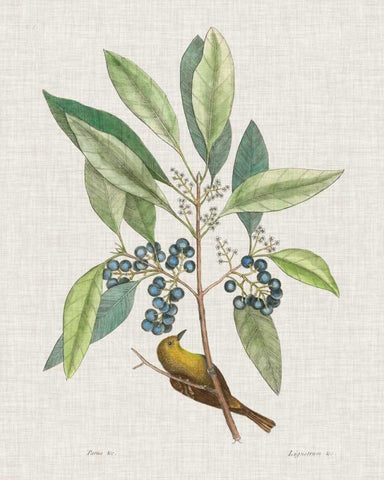 Studies in Nature IV White Modern Wood Framed Art Print with Double Matting by Catesby, Mark
