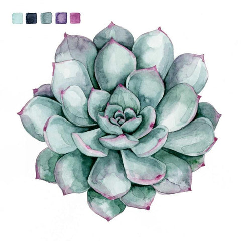 Succulent Swatches II Black Ornate Wood Framed Art Print with Double Matting by Popp, Grace