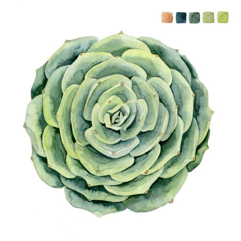 Succulent Swatches IV White Modern Wood Framed Art Print with Double Matting by Popp, Grace