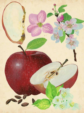 Apple and Blossom Study I Black Ornate Wood Framed Art Print with Double Matting by Wang, Melissa