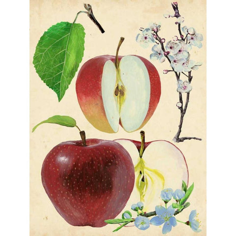 Apple and Blossom Study II Black Modern Wood Framed Art Print with Double Matting by Wang, Melissa