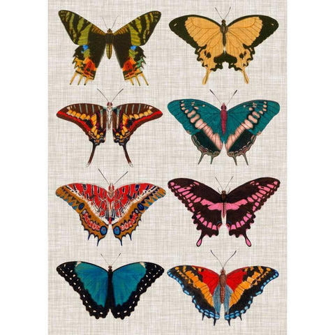 Polychrome Butterflies I Black Modern Wood Framed Art Print with Double Matting by Vision Studio