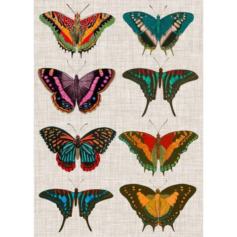 Polychrome Butterflies II White Modern Wood Framed Art Print by Vision Studio