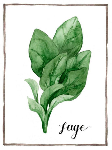 Watercolor Herbs VI White Modern Wood Framed Art Print with Double Matting by Popp, Grace