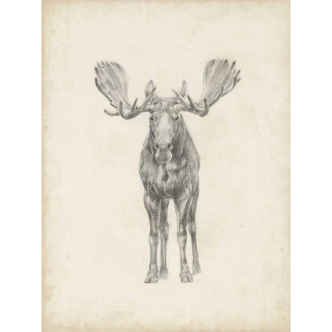 Moose Study  White Modern Wood Framed Art Print by Harper, Ethan